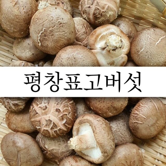 [평창사람들] 생표고버섯 1kg